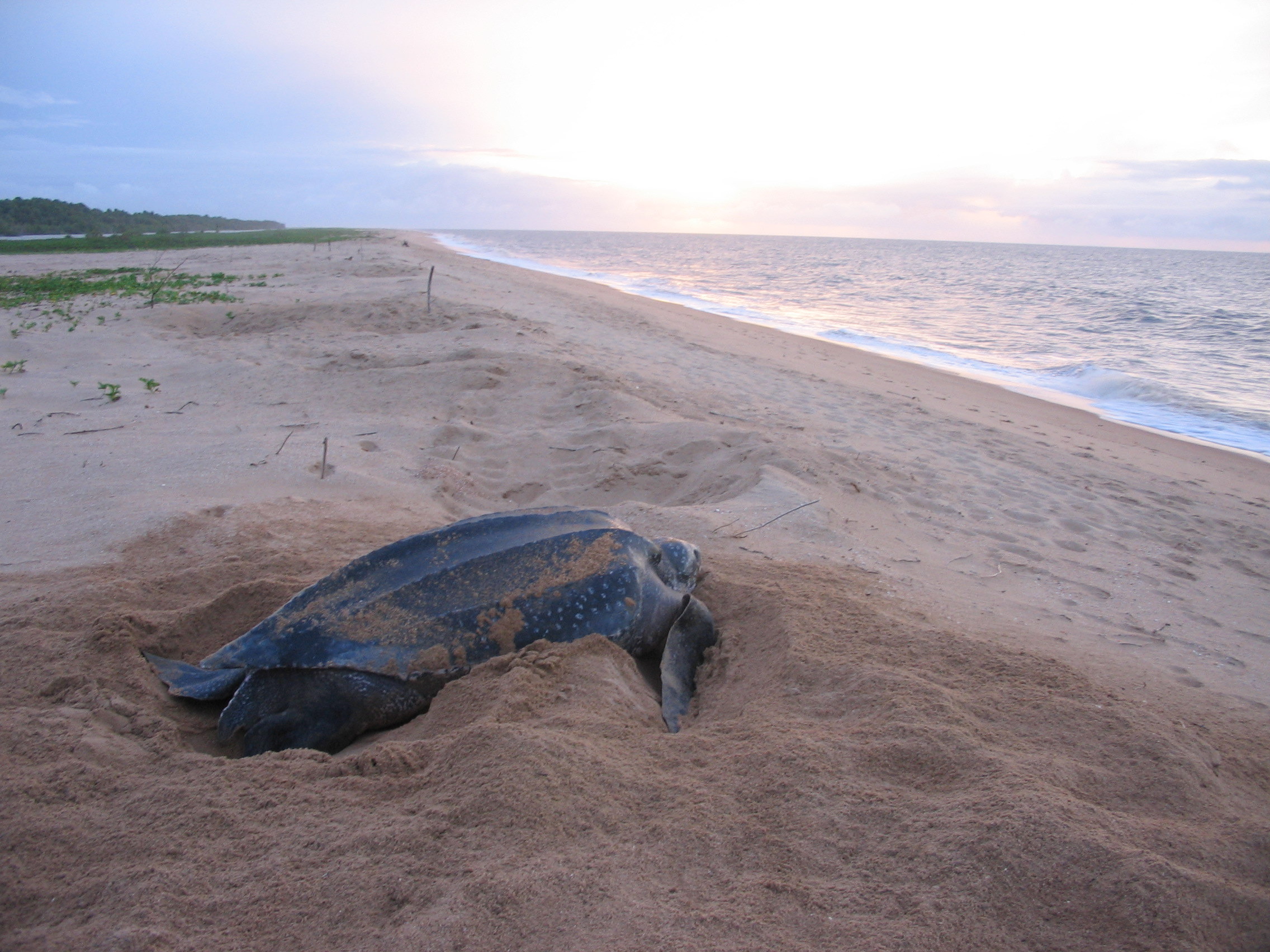 Sea turtle op het strand bij zonsopkomst